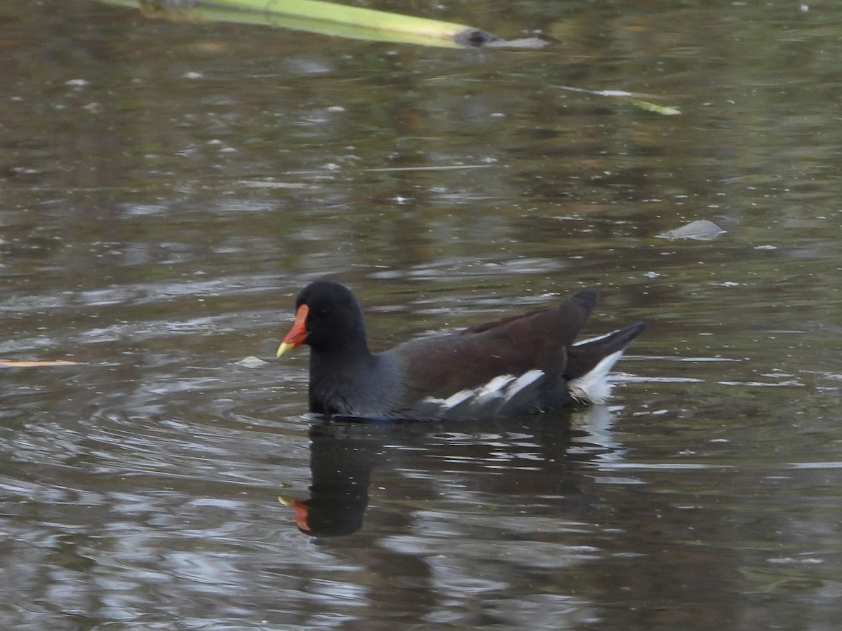 slípka americká - ML645366970