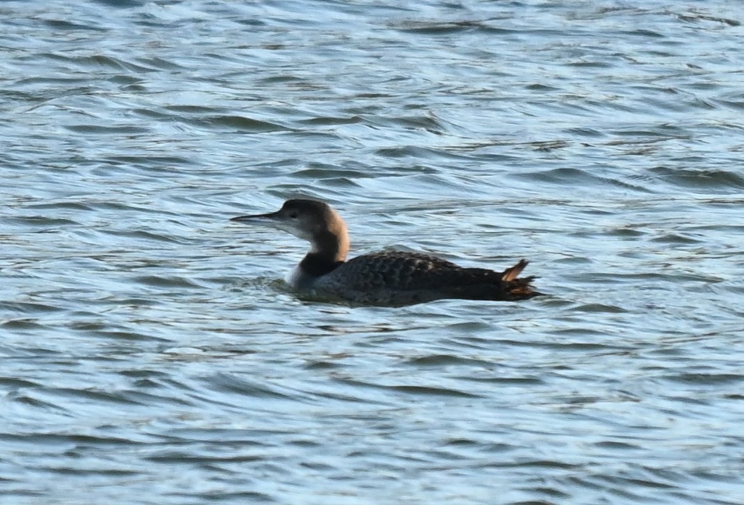 Common Loon - ML645366975