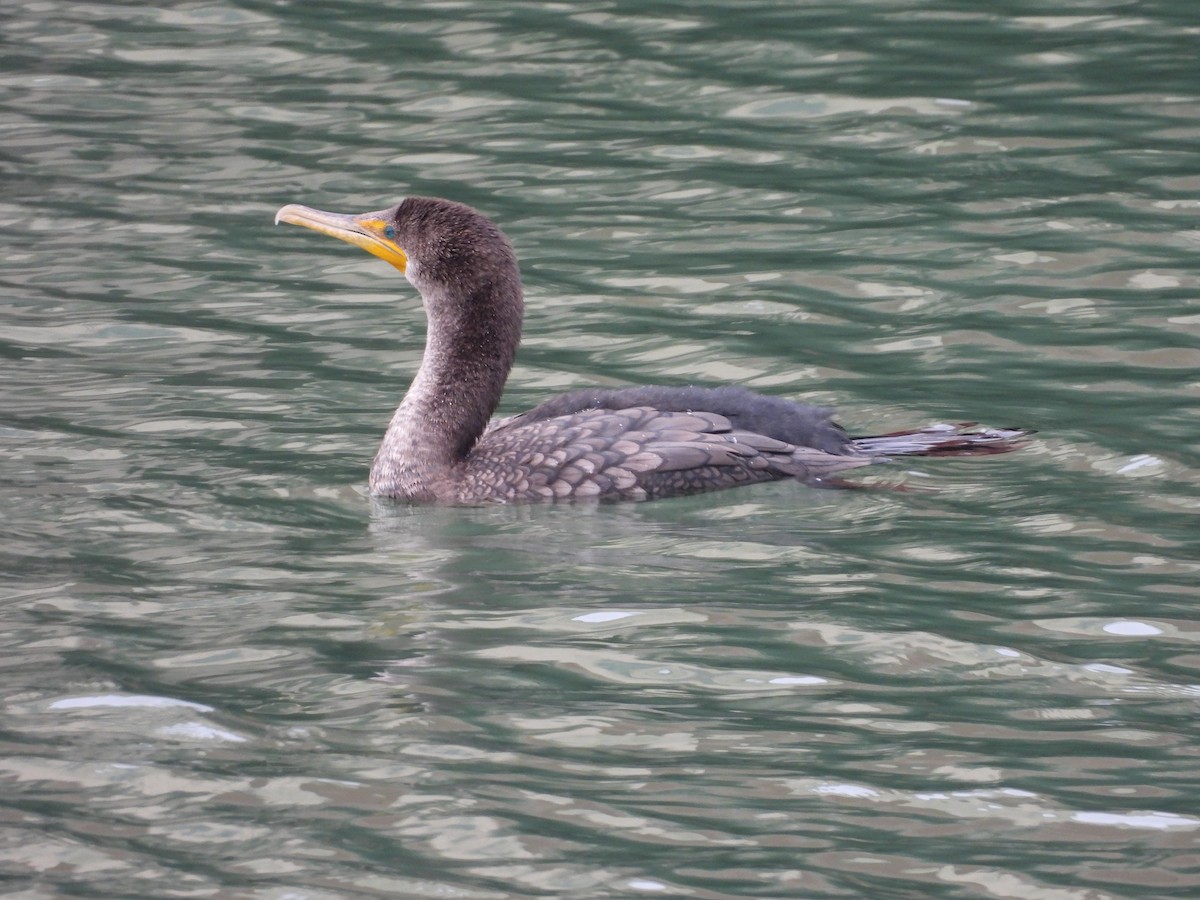Double-crested Cormorant - ML645366977
