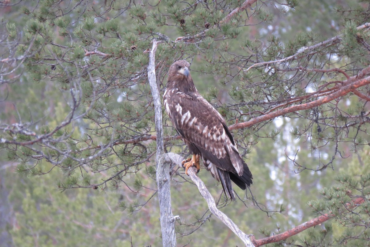 Ak Kuyruklu Kartal - ML645366992