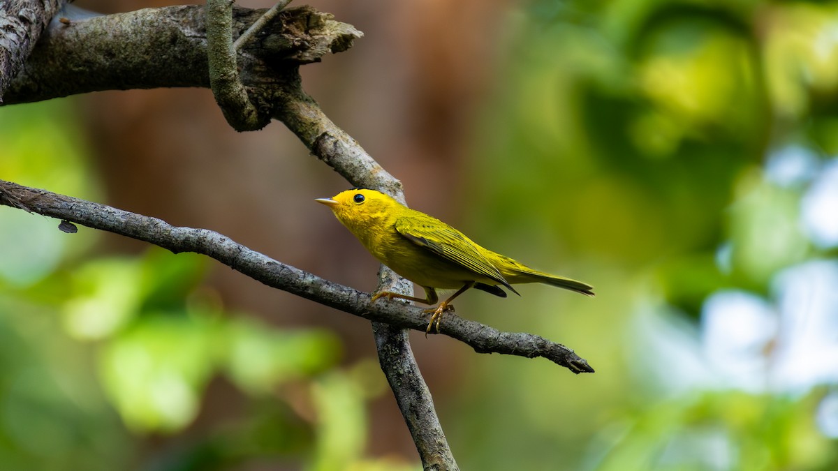 Wilson's Warbler - ML645366993