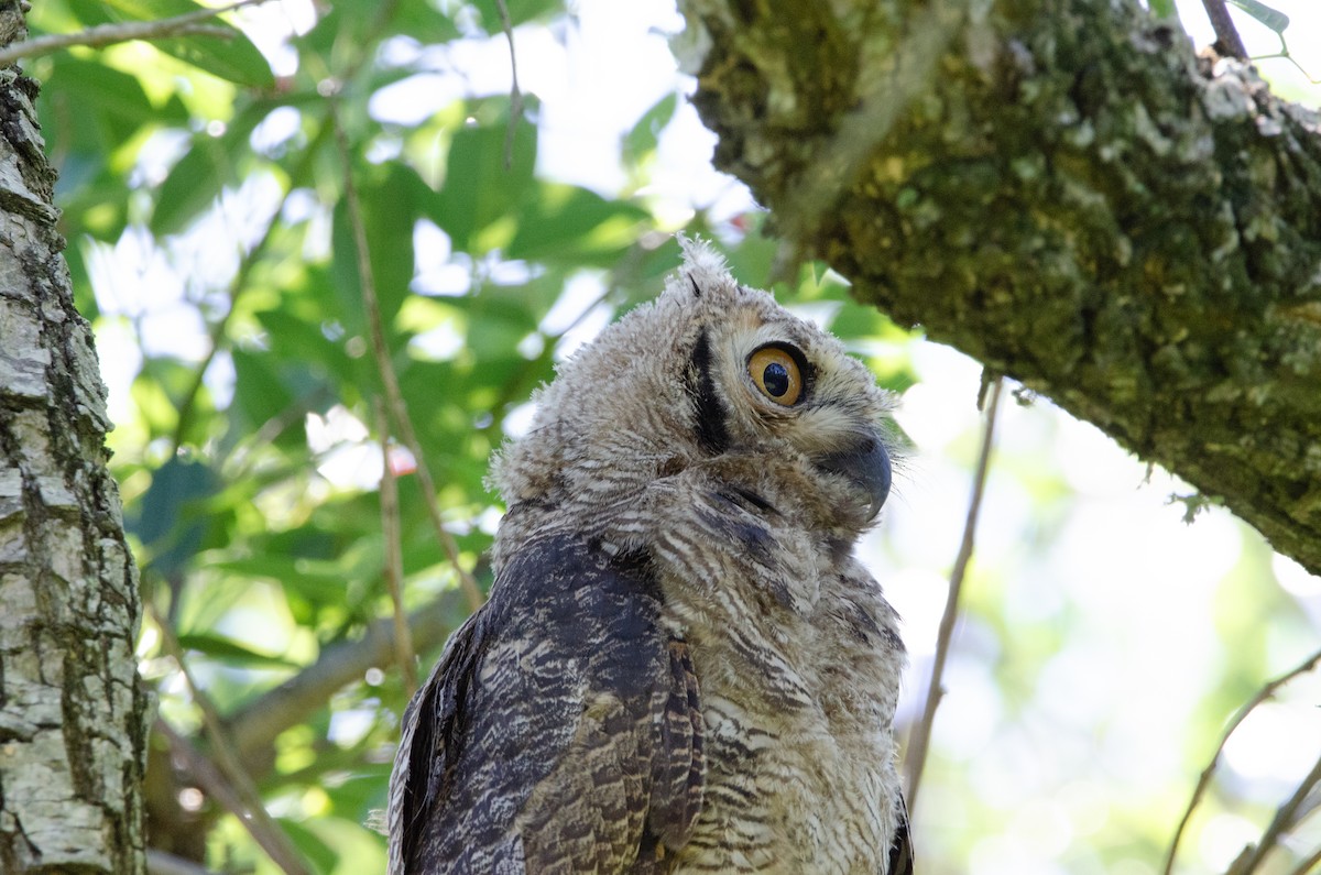 Пугач віргінський - ML645366994