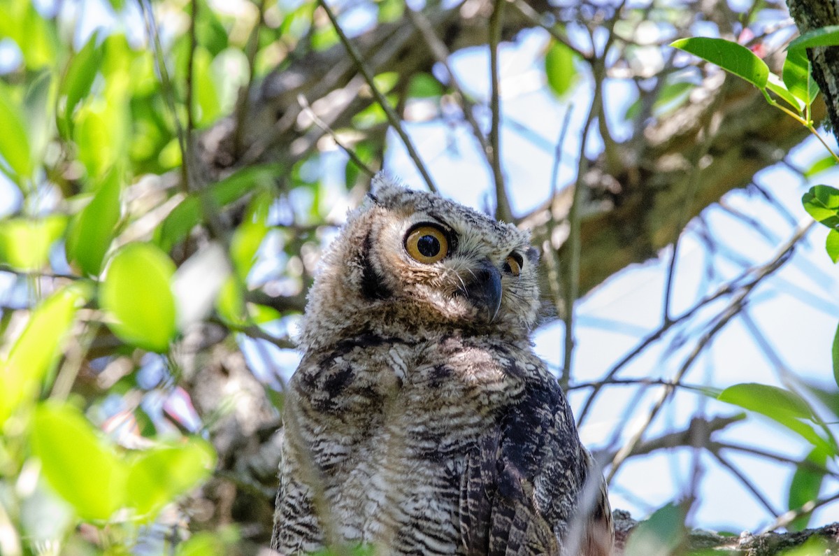 Пугач віргінський - ML645366997