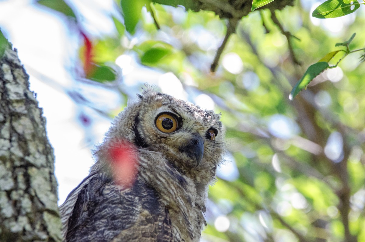 Пугач віргінський - ML645366998