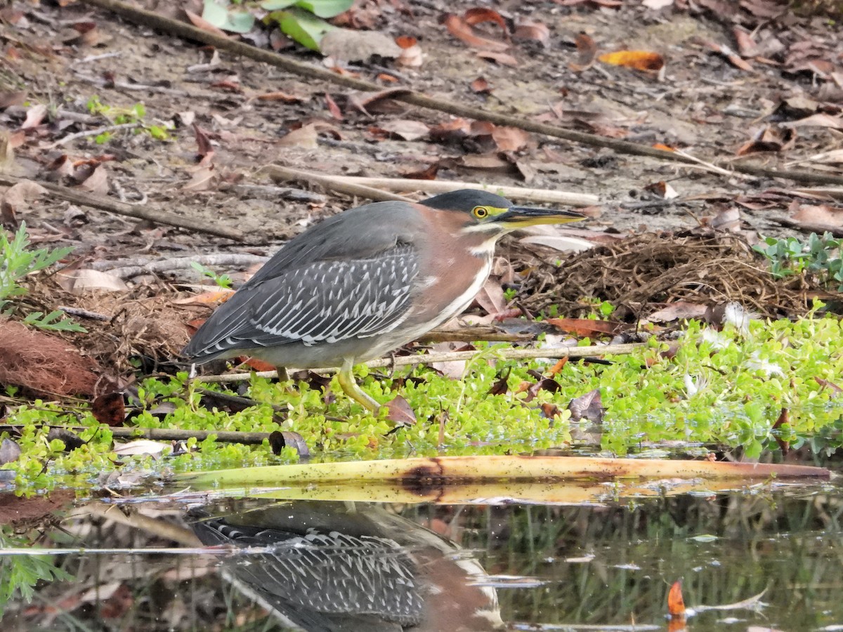 Green Heron - ML645366999