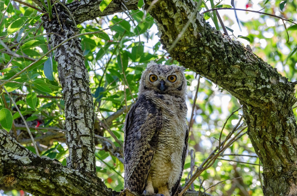 Пугач віргінський - ML645367000