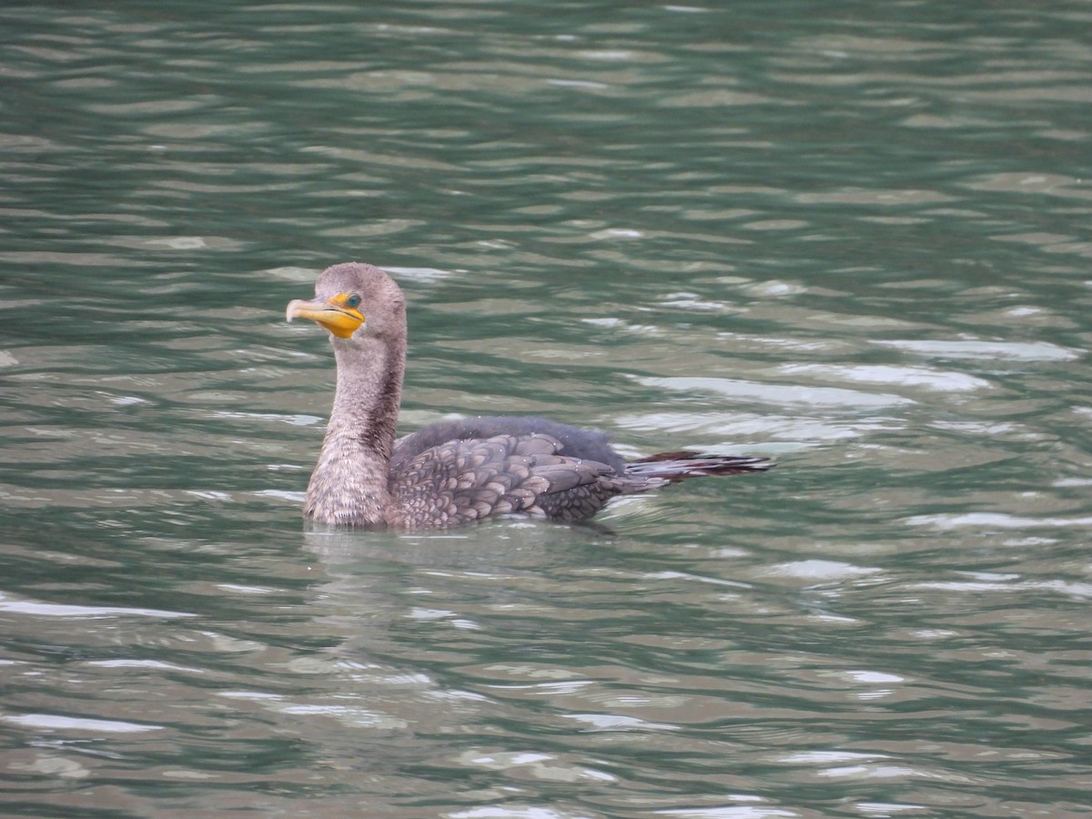 Double-crested Cormorant - ML645367002