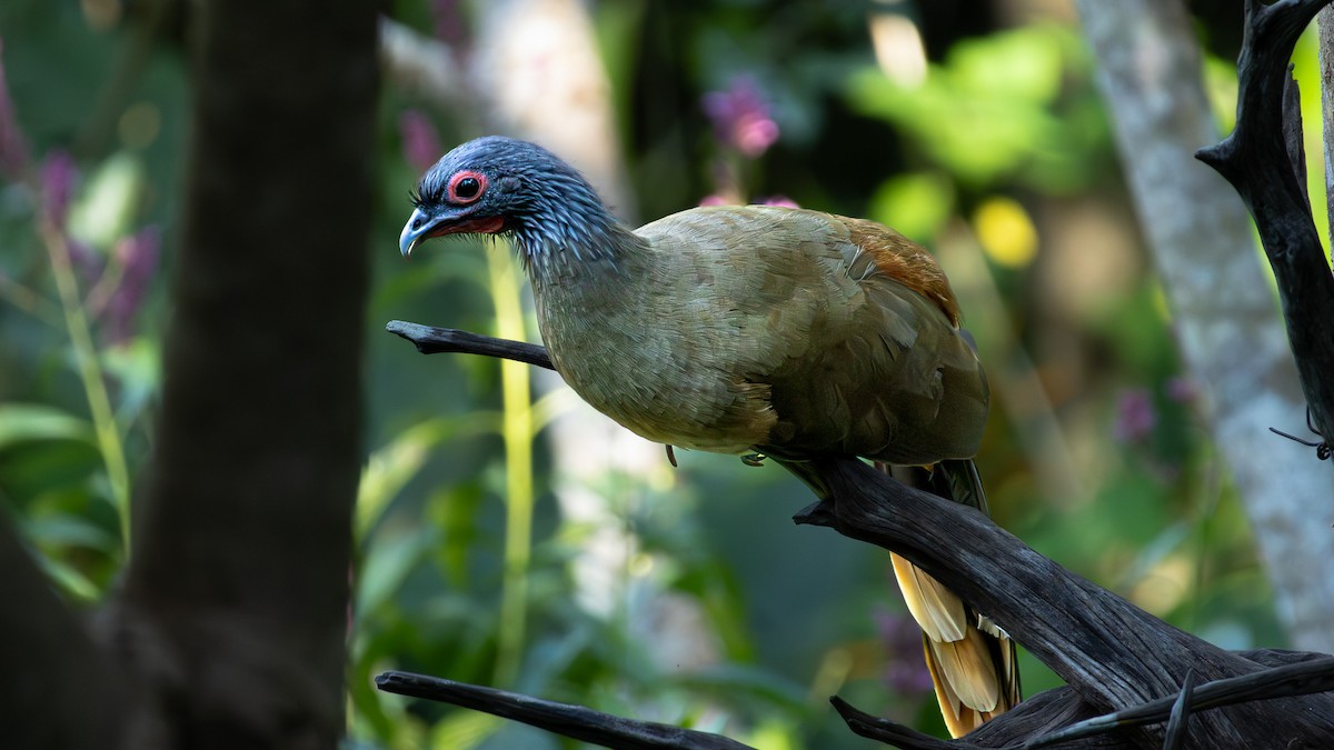 West Mexican Chachalaca - ML645367009
