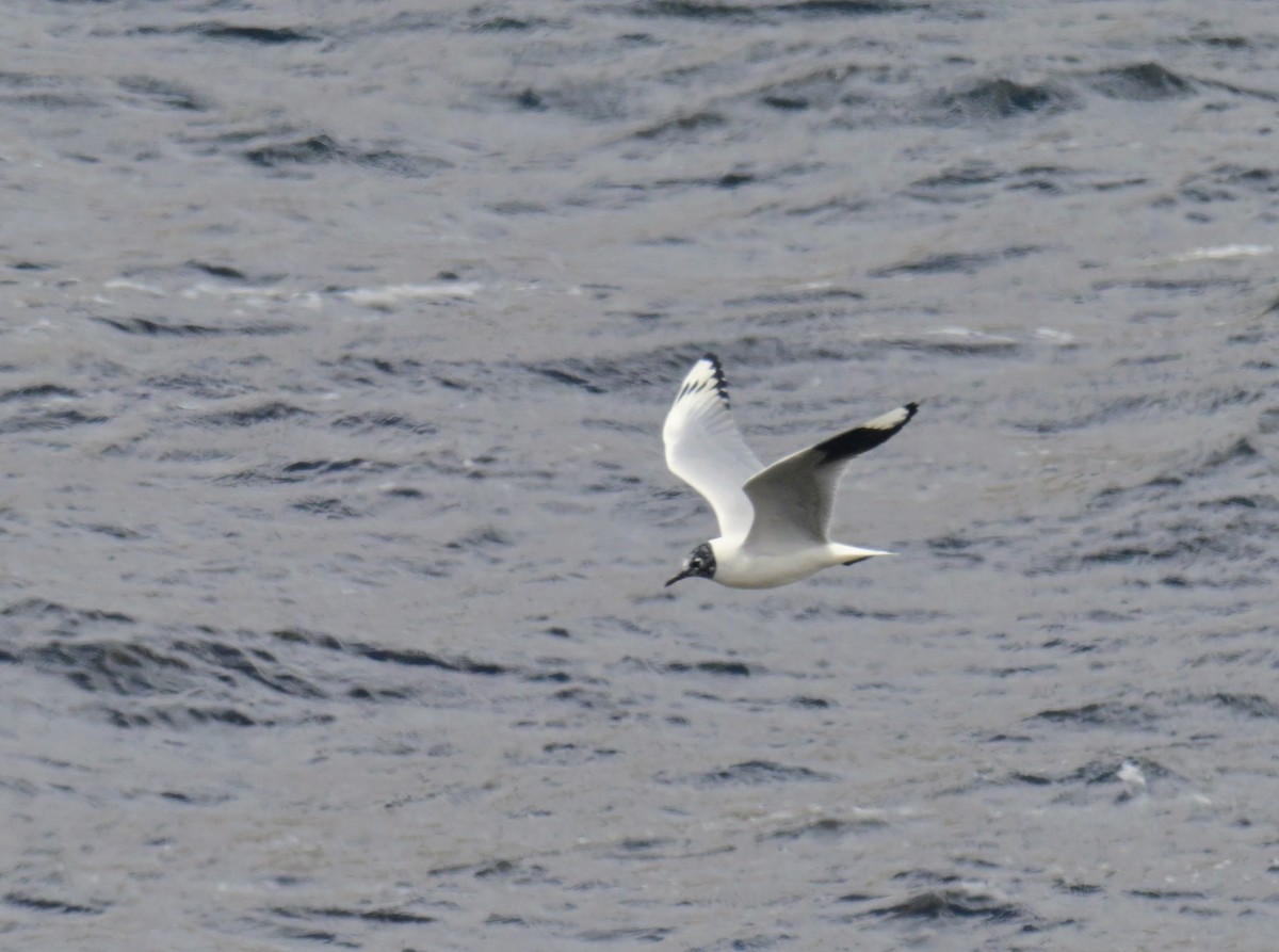 Andean Gull - ML645367010
