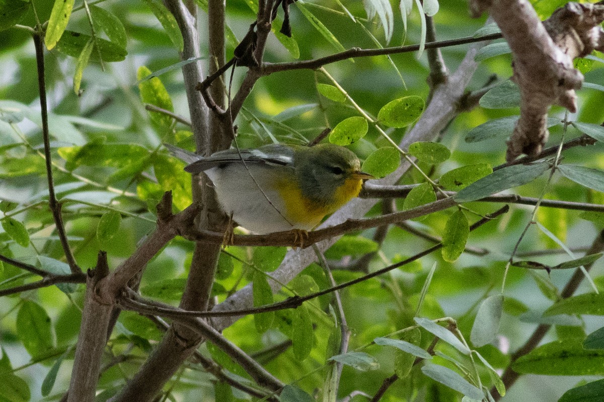 Northern Parula - ML645367011