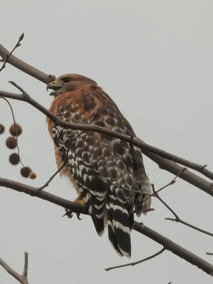 Red-shouldered Hawk - ML645367014