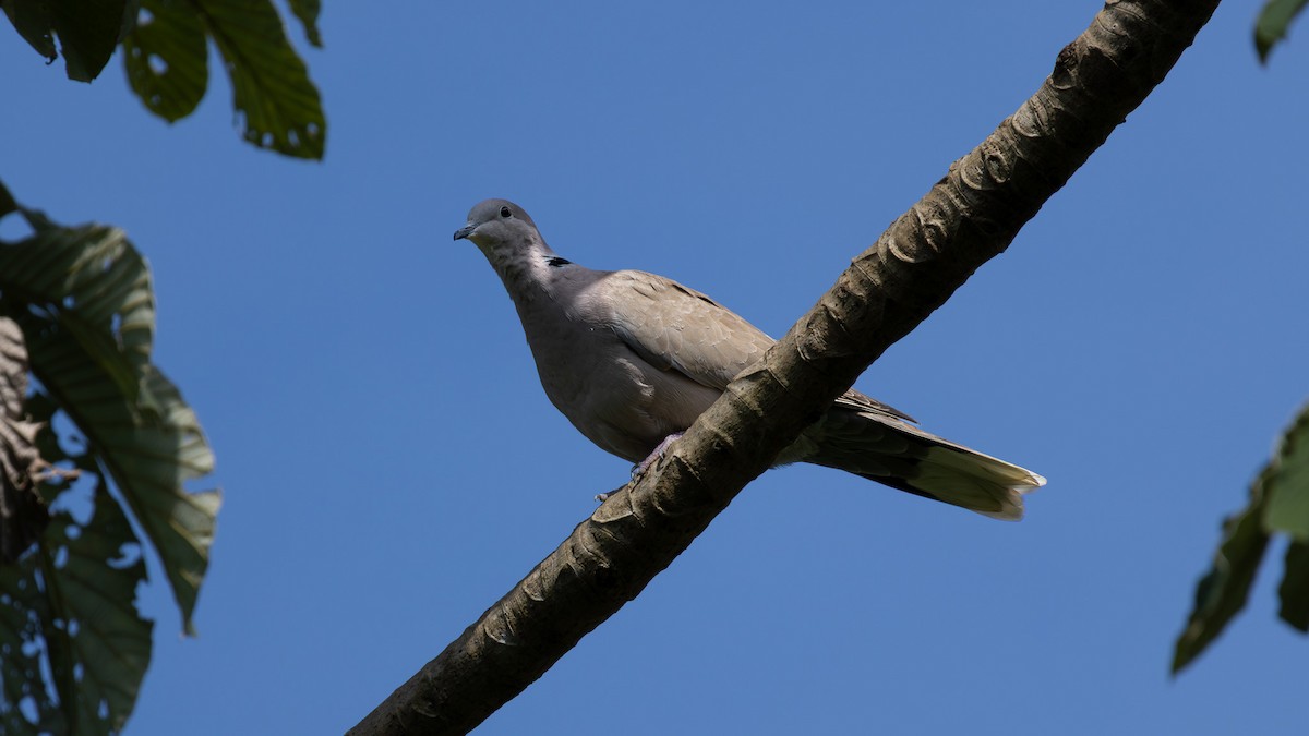 Eurasian Collared-Dove - ML645367016