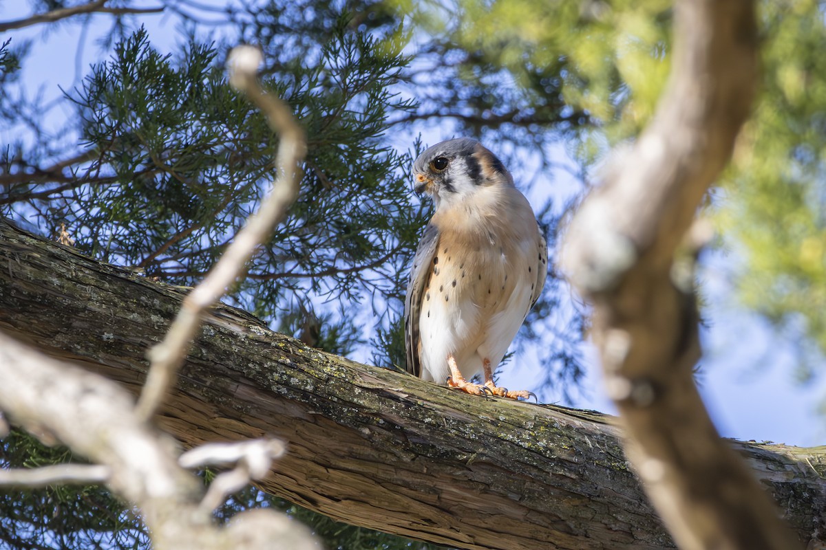 American Kestrel - ML645367018