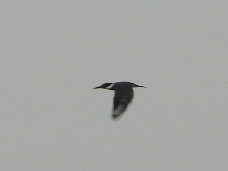 Belted Kingfisher - ML645367020