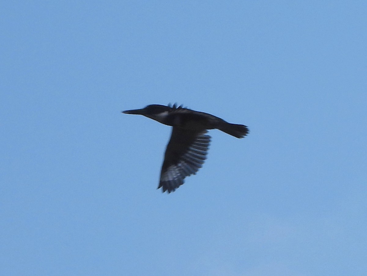 Belted Kingfisher - ML645367022