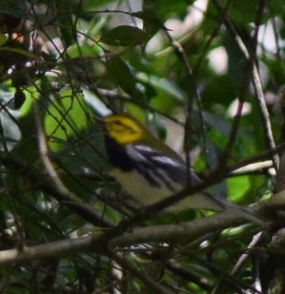 Black-throated Green Warbler - ML645367023