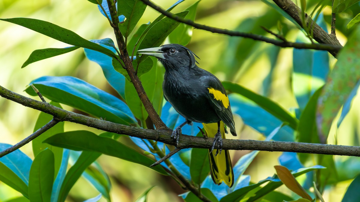 Yellow-winged Cacique - ML645367024
