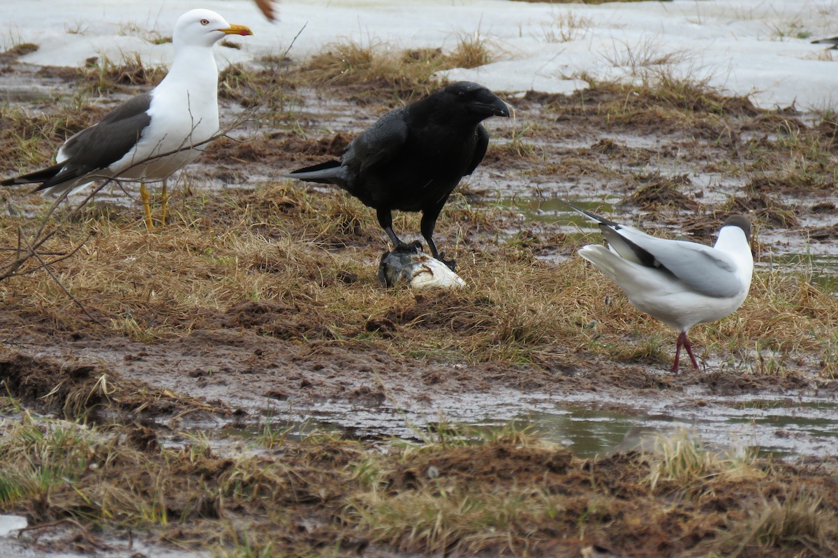 Erroi handia - ML645367026