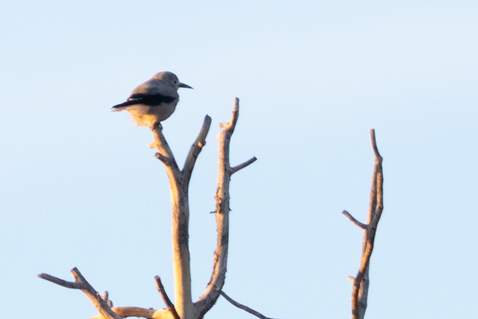 Clark's Nutcracker - ML645367028