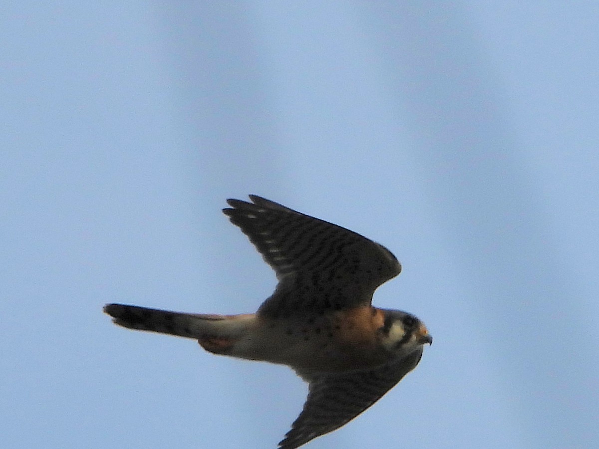 American Kestrel - ML645367034