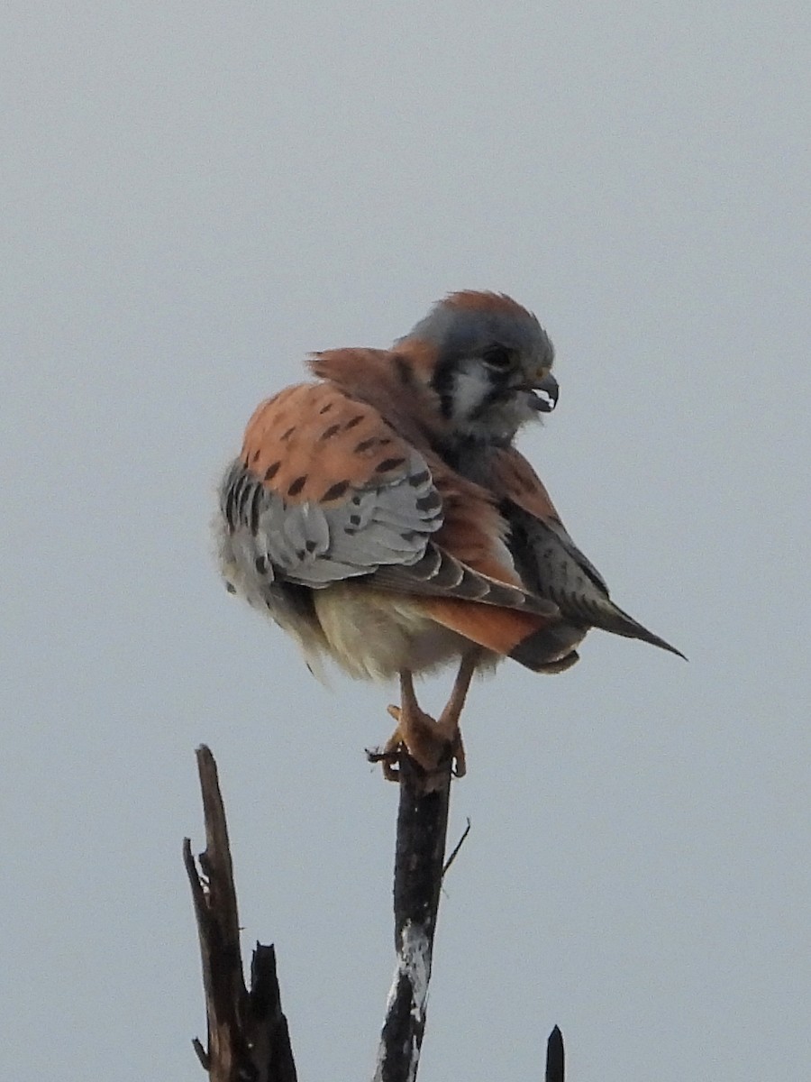 American Kestrel - ML645367035
