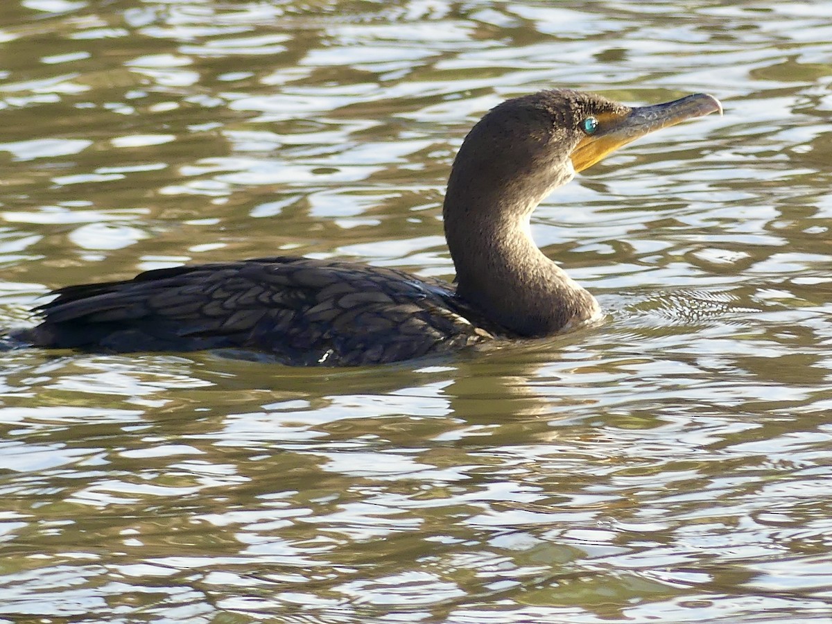 Double-crested Cormorant - ML645367036
