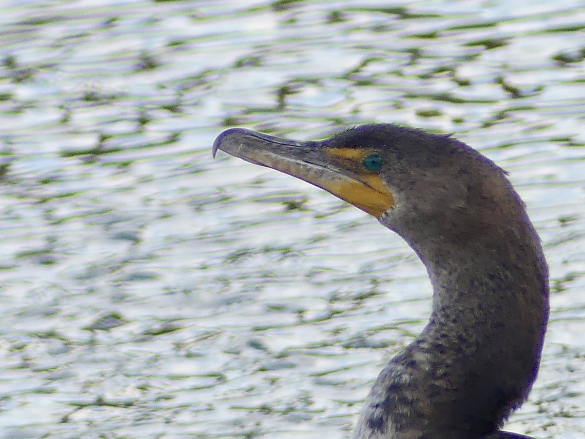 Double-crested Cormorant - ML645367037