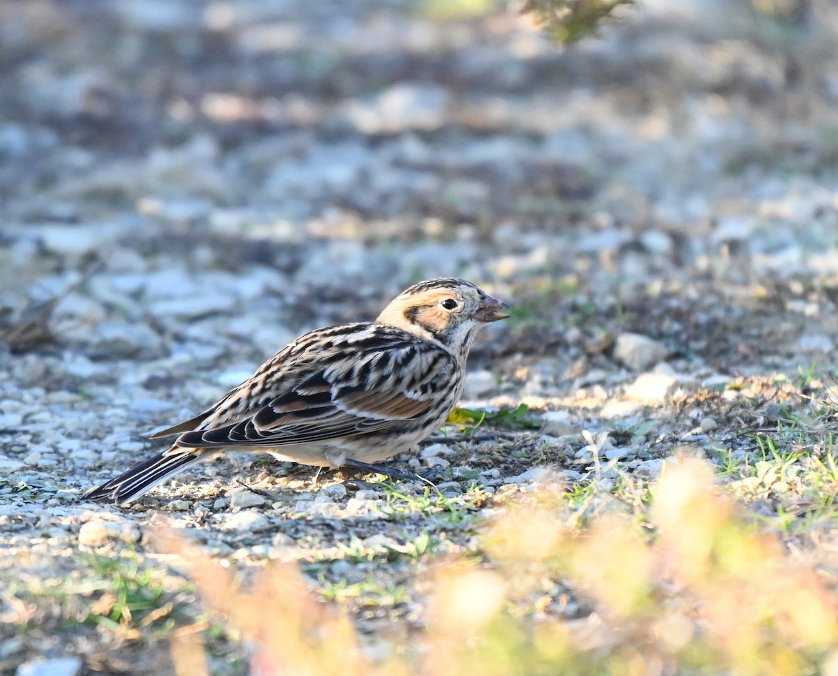 Lapland Longspur - ML645367039
