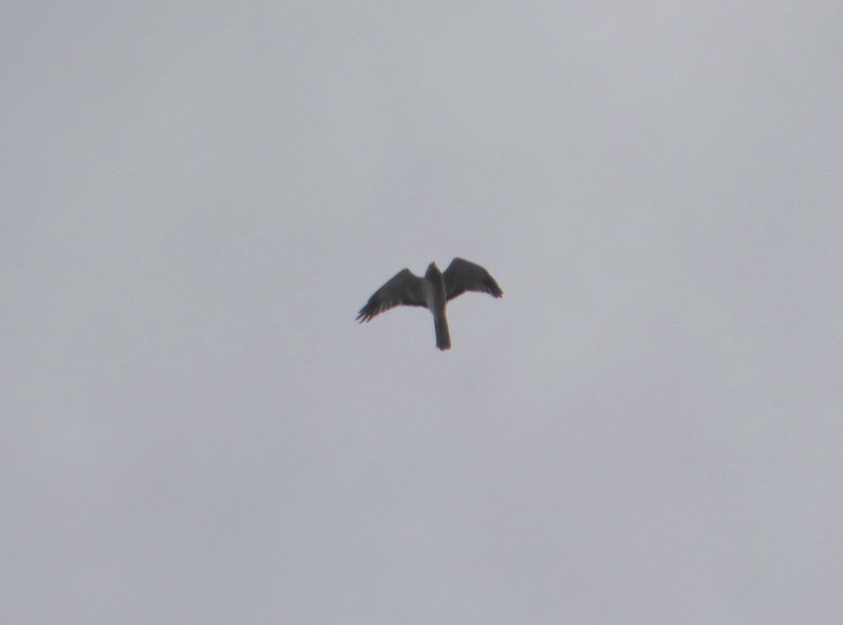 Northern Harrier - ML645367048
