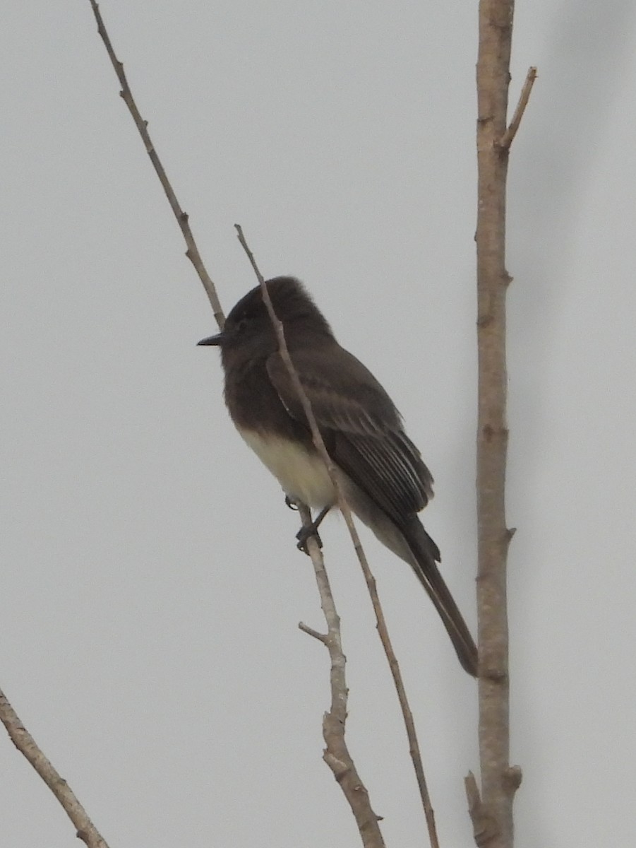 Black Phoebe - ML645367056