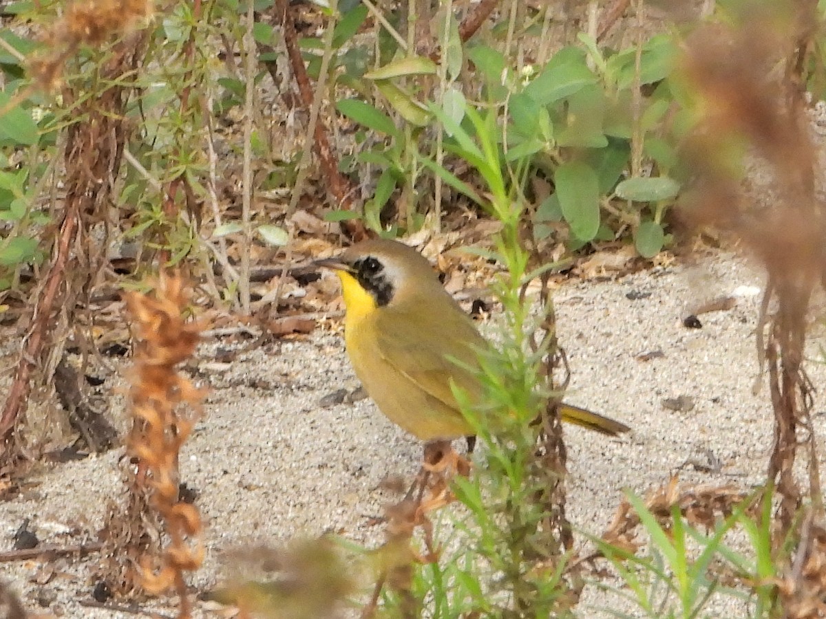 Common Yellowthroat - ML645367071