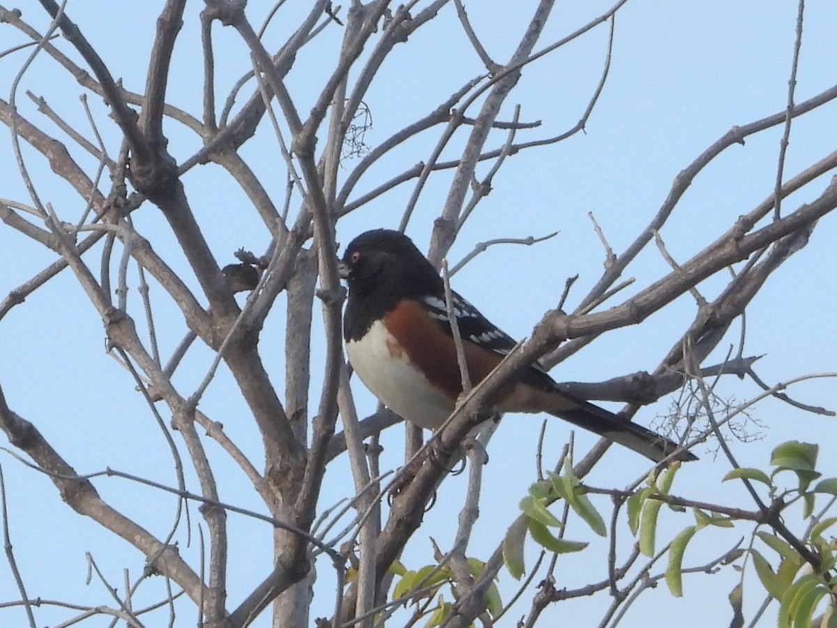 Spotted Towhee - ML645367078