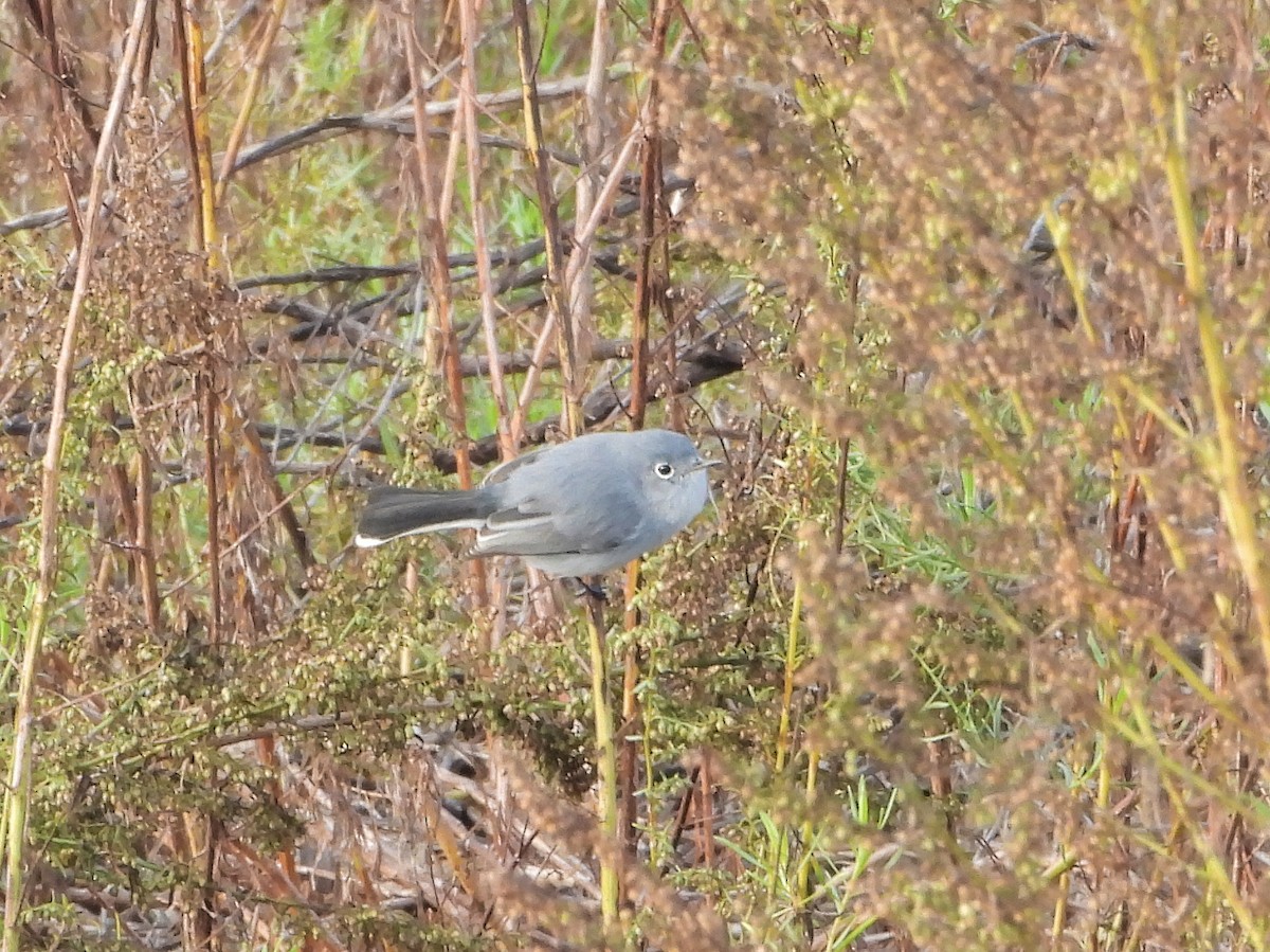 Blue-gray Gnatcatcher - ML645367098