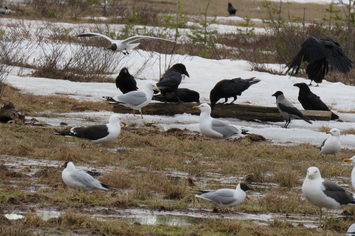 Lesser Black-backed Gull - ML645367113