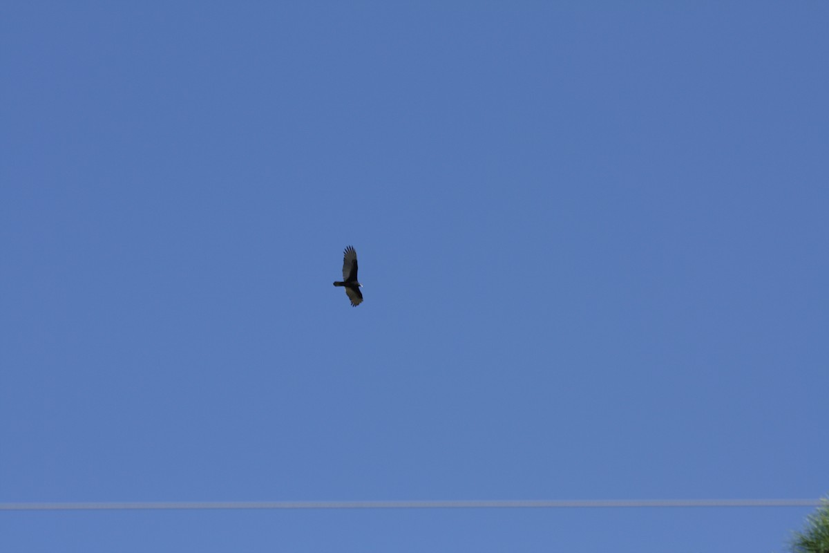 Urubu à tête rouge - ML645367126