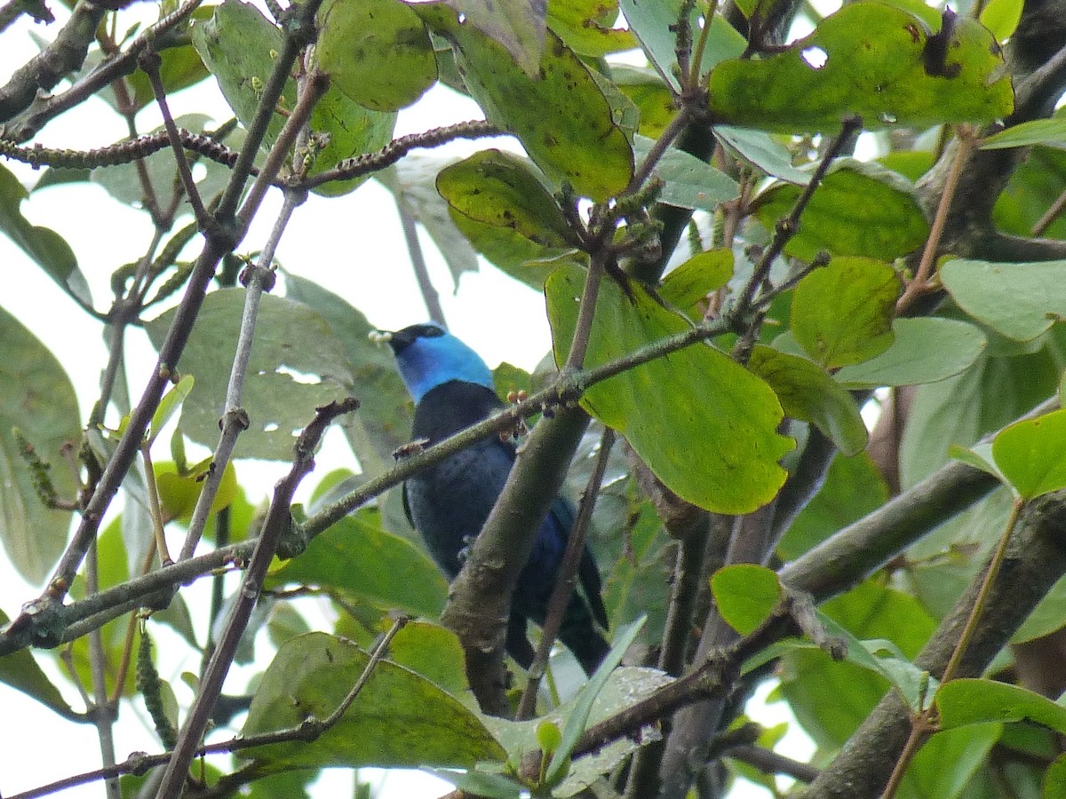 Лазурноголовая танагра - ML645367127