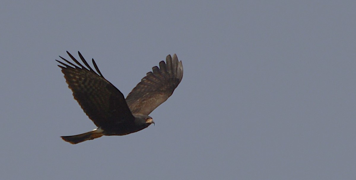 Snail Kite - ML645367128