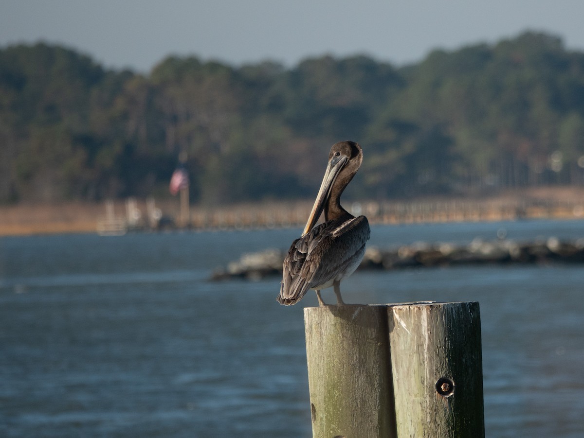 Brown Pelican - ML645367136
