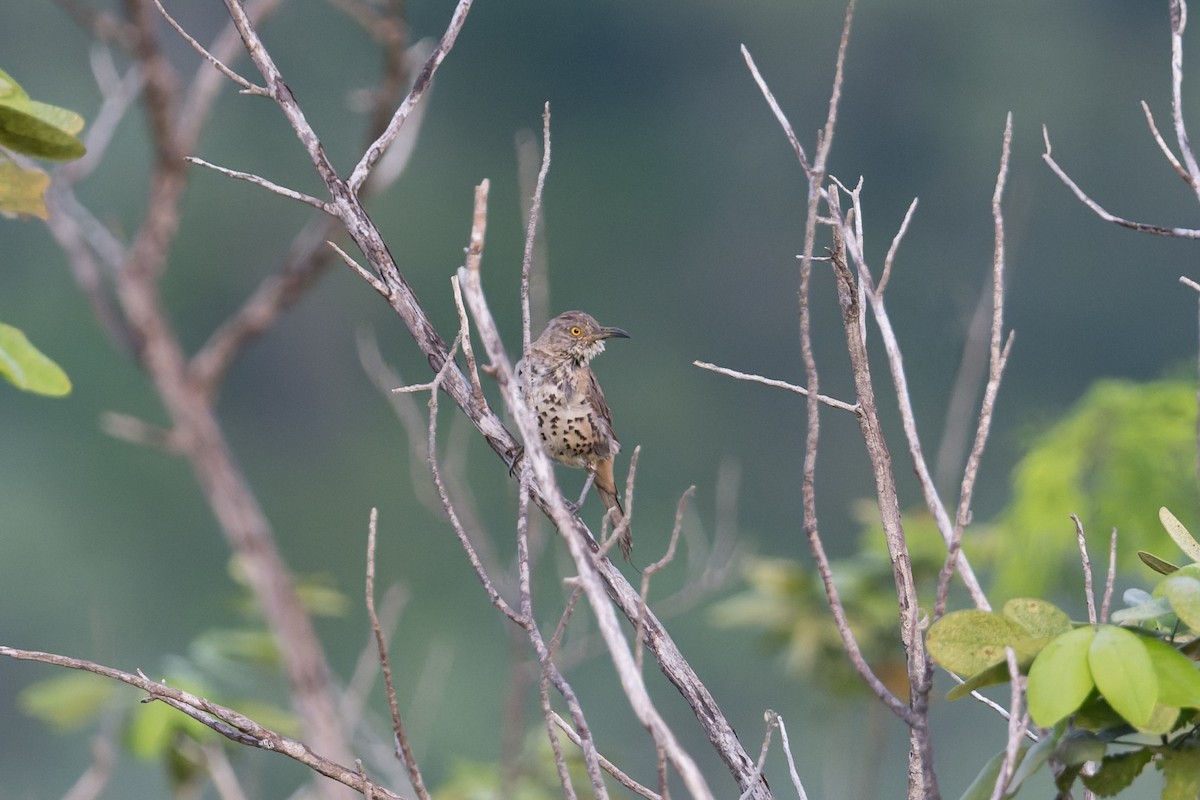 Moqueur gris - ML645367137