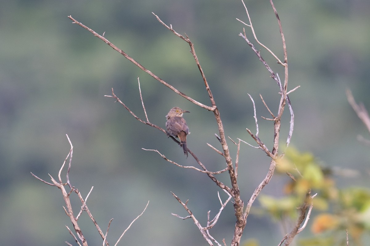 Moqueur gris - ML645367142