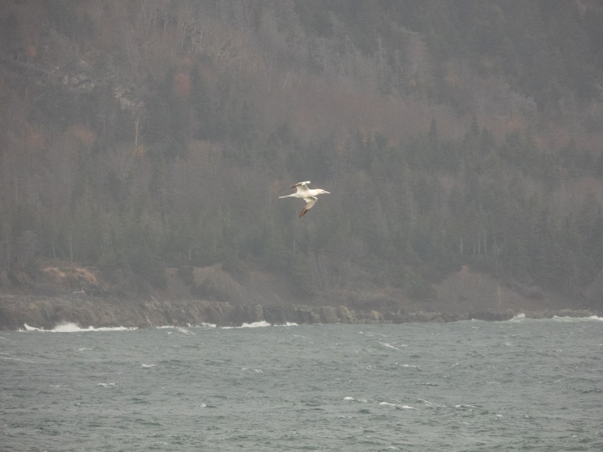 Northern Gannet - ML645367146