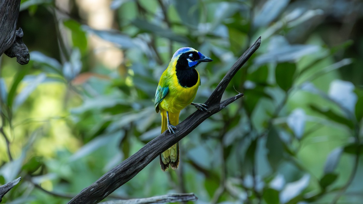 Geai vert - ML645367148