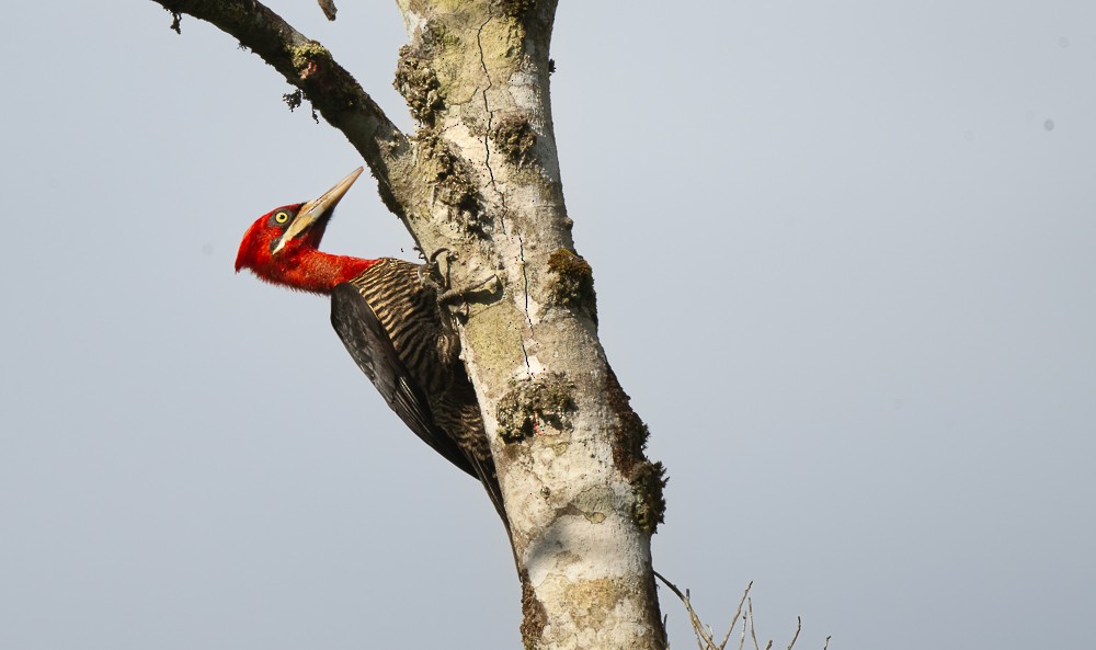 Robust Woodpecker - ML645367149