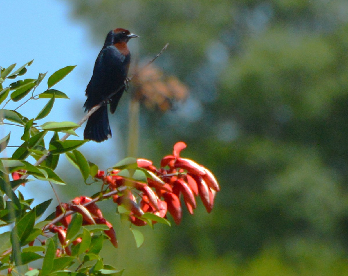 Chestnut-capped Blackbird - ML645367152
