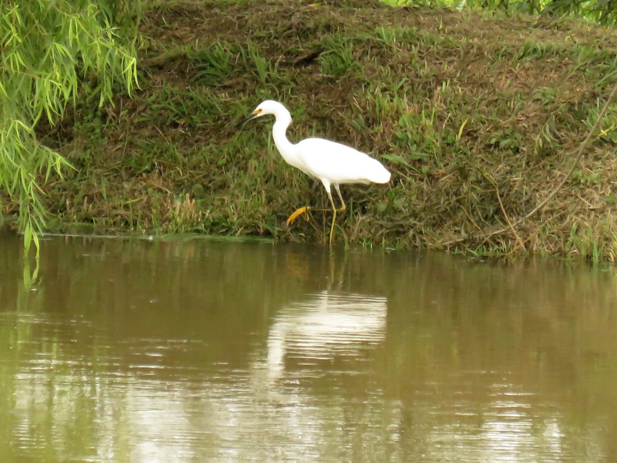 Snowy Egret - ML645367158