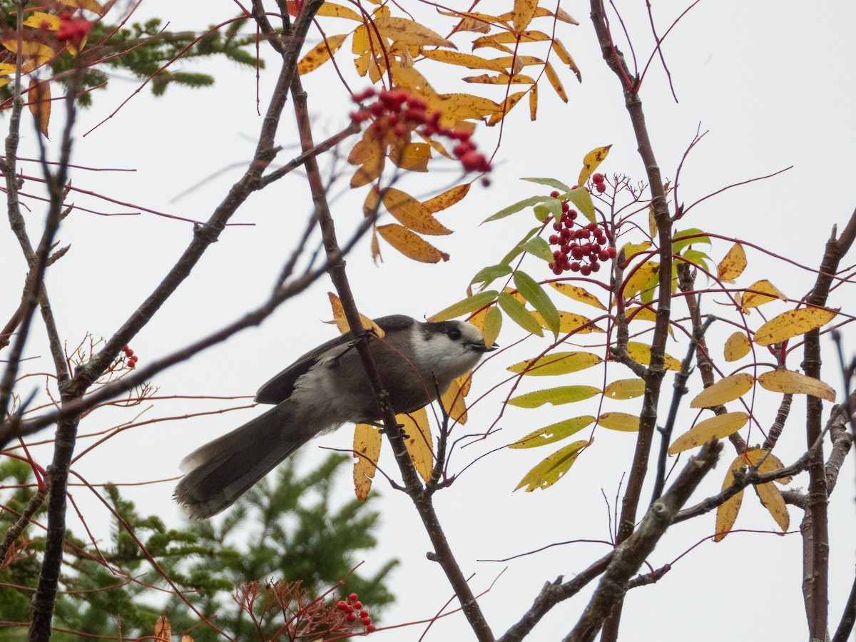 Canada Jay - ML645367164