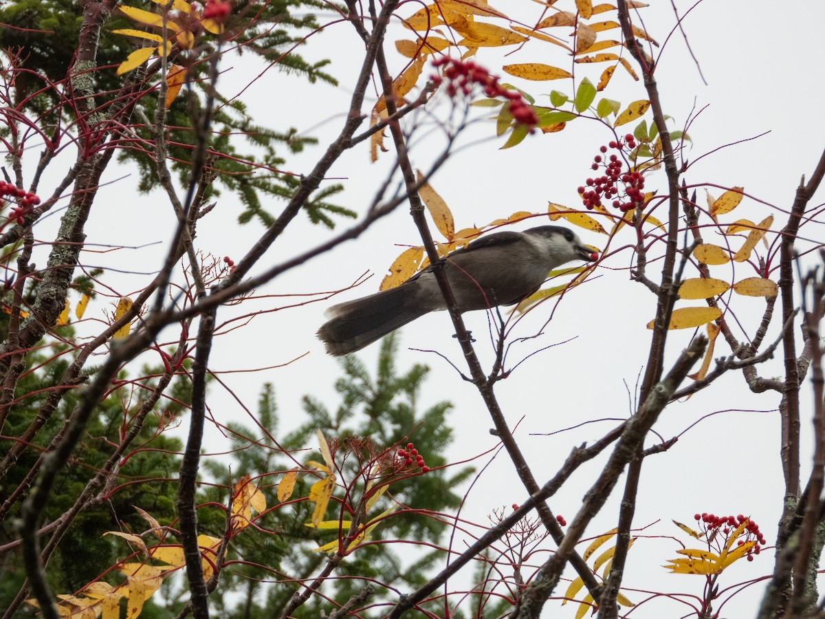 Canada Jay - ML645367165