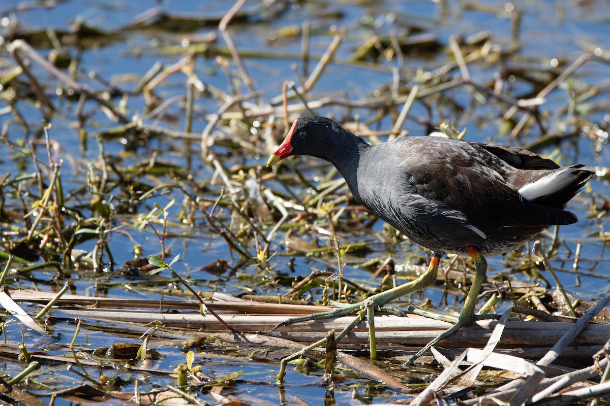 slípka americká [skupina galeata] - ML645367167