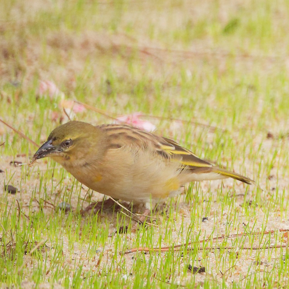 Black-headed Weaver - ML645367168