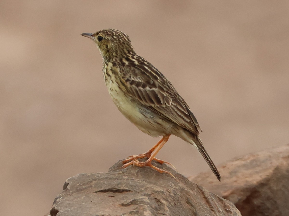 Yellowish Pipit - ML645367175